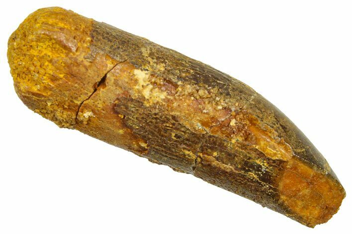 Fossil Sauropod Dinosaur (Titanosaur) Tooth - Morocco #369659